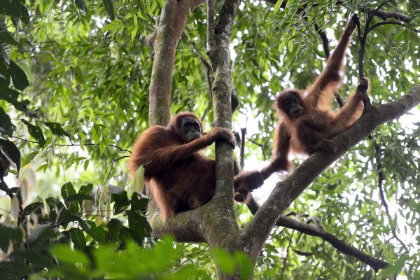 PHOTOWALL / Female and Infant Orangutan (e314300)