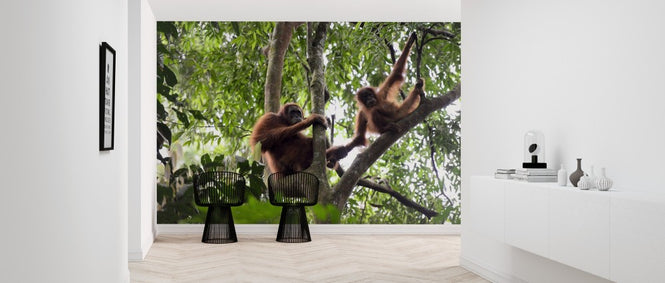 PHOTOWALL / Female and Infant Orangutan (e314300)