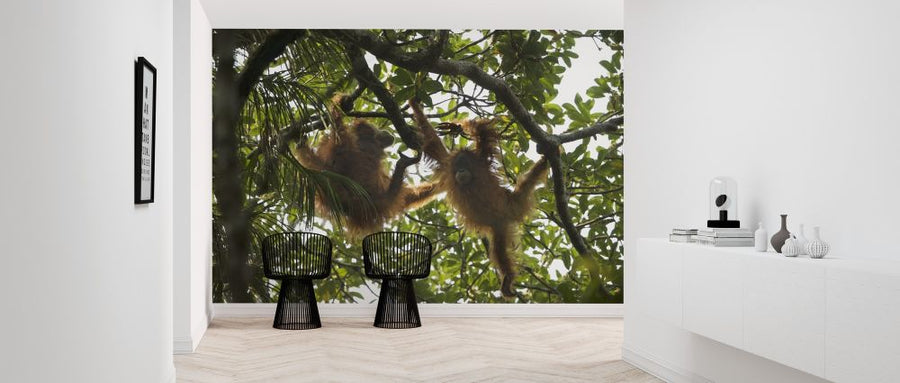 PHOTOWALL / Tapanuli Orangutan (e314301)