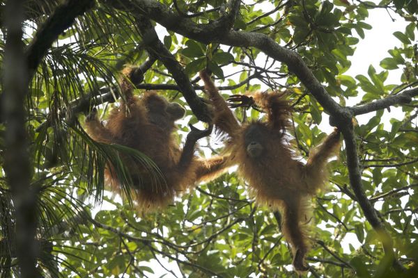 PHOTOWALL / Tapanuli Orangutan (e314301)