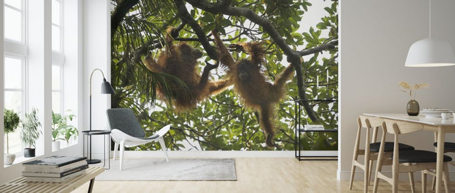 PHOTOWALL / Tapanuli Orangutan (e314301)