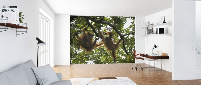 PHOTOWALL / Tapanuli Orangutan (e314301)