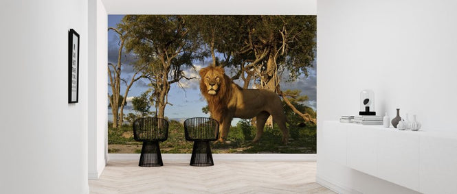 PHOTOWALL / African Lion (e314479)