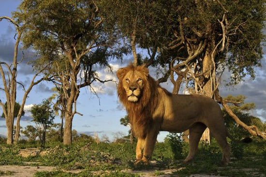 PHOTOWALL / African Lion (e314479)