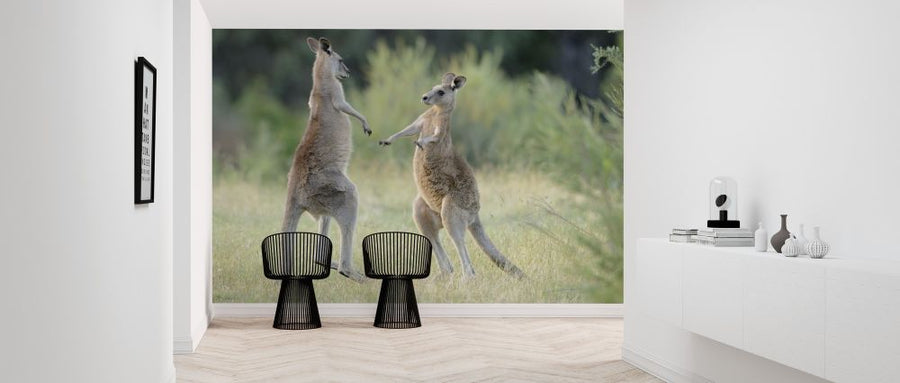 PHOTOWALL / Eastern Grey Kangaroo (e314480)