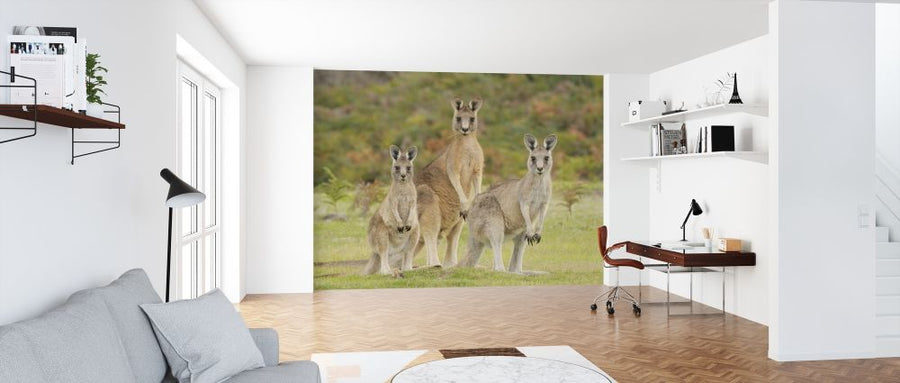 PHOTOWALL / Group of Kangaroo (e314481)