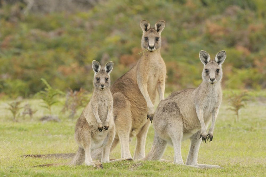 PHOTOWALL / Group of Kangaroo (e314481)