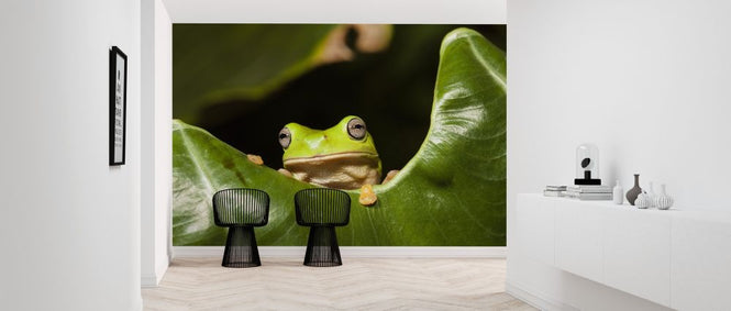 PHOTOWALL / Green Tree Frog (e314482)