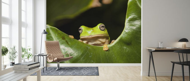 PHOTOWALL / Green Tree Frog (e314482)