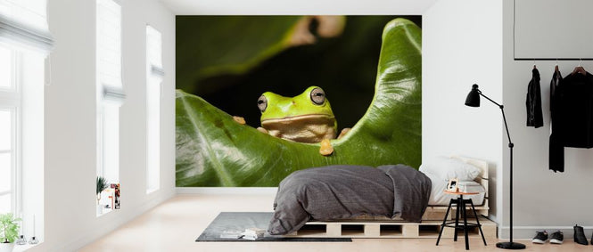 PHOTOWALL / Green Tree Frog (e314482)