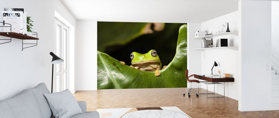 PHOTOWALL / Green Tree Frog (e314482)