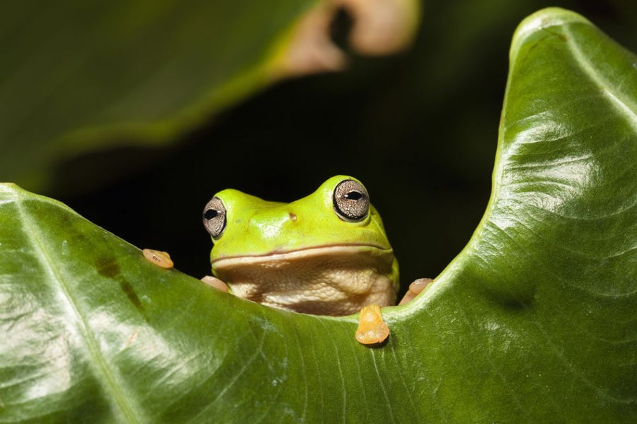 PHOTOWALL / Green Tree Frog (e314482)