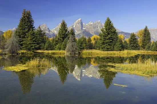 PHOTOWALL / Beaver Pond (e314485)