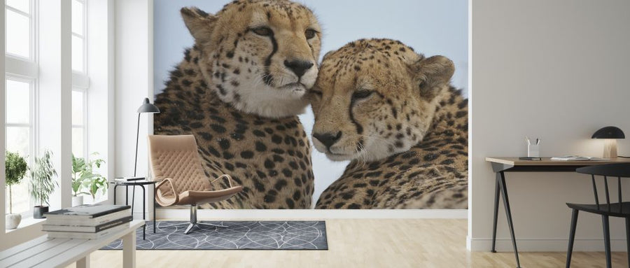 PHOTOWALL / Cheetah Leaning Close (e314486)