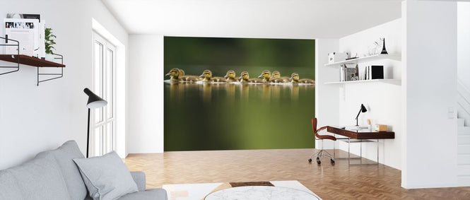 PHOTOWALL / Line of Mallard (e314487)