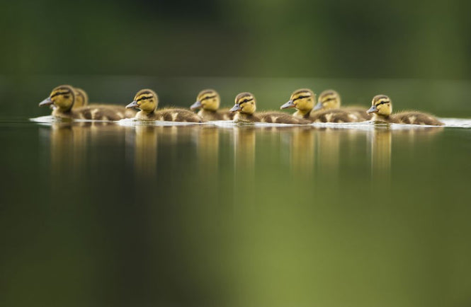 PHOTOWALL / Line of Mallard (e314487)