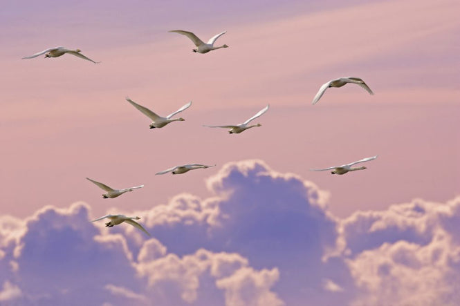 PHOTOWALL / Whooper Swans (e314489)