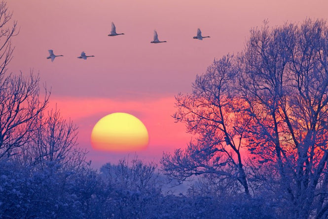 PHOTOWALL / Whooper Swans at Dusk (e314490)