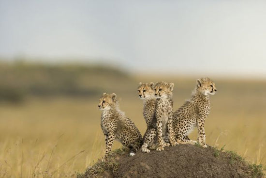 PHOTOWALL / Cheetah Cubs (e314493)