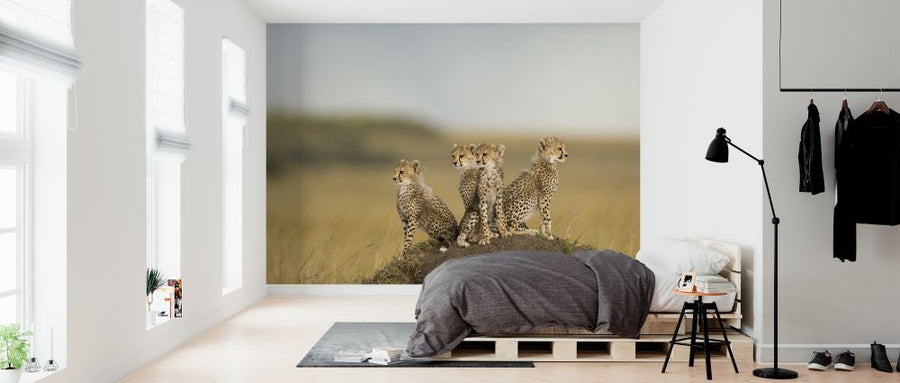 PHOTOWALL / Cheetah Cubs (e314493)