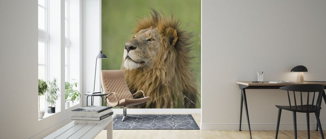 PHOTOWALL / Lion Male (e314495)