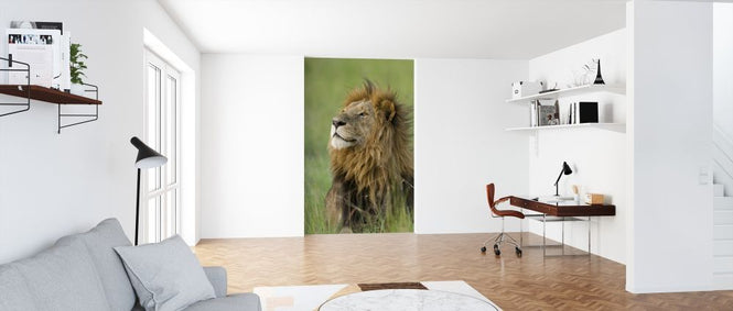 PHOTOWALL / Lion Male (e314495)