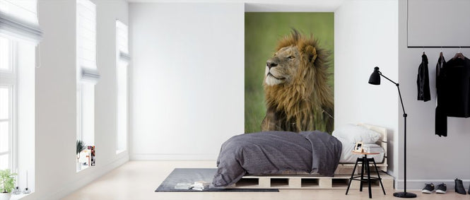 PHOTOWALL / Lion Male (e314495)