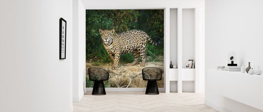 PHOTOWALL / Wild Male Jaguar (e314497)