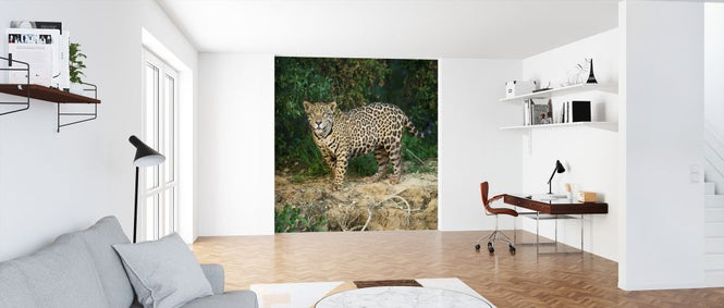 PHOTOWALL / Wild Male Jaguar (e314497)