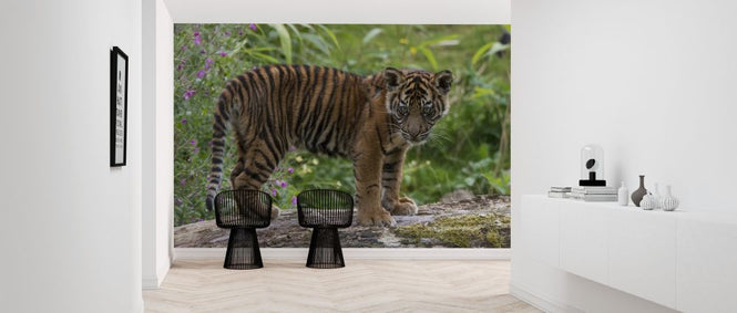 PHOTOWALL / Juvenile Sumatran Tiger (e314500)