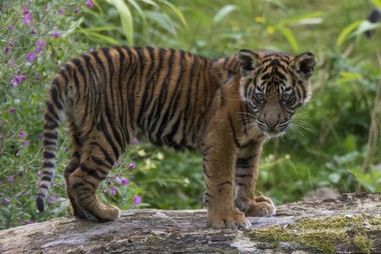 PHOTOWALL / Juvenile Sumatran Tiger (e314500)