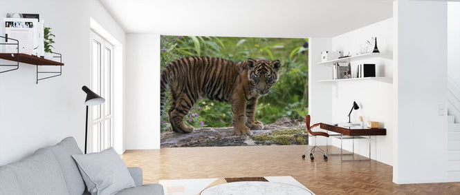PHOTOWALL / Juvenile Sumatran Tiger (e314500)