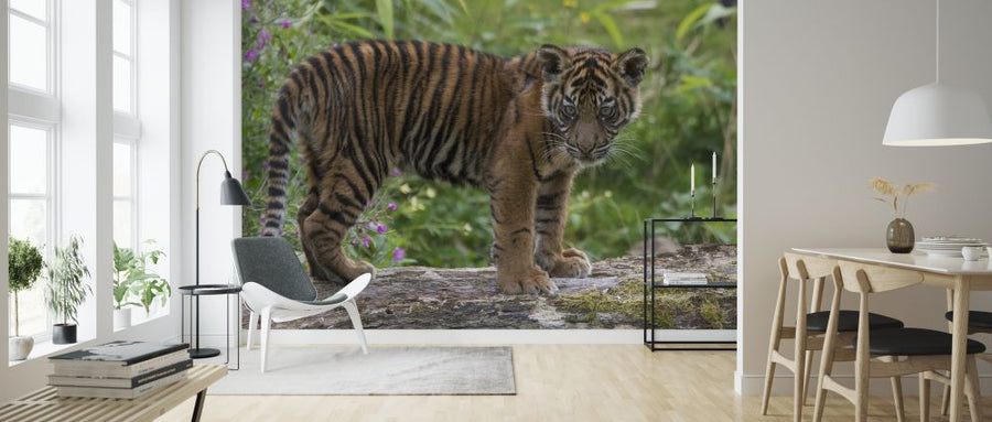 PHOTOWALL / Juvenile Sumatran Tiger (e314500)