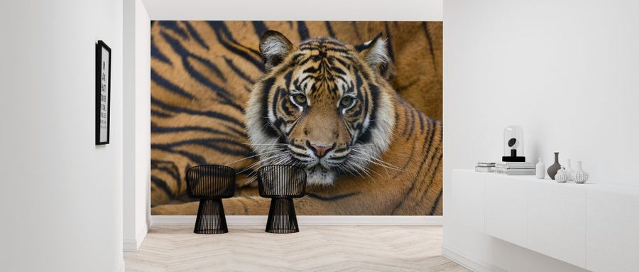 PHOTOWALL / Sumatran Tiger (e314501)
