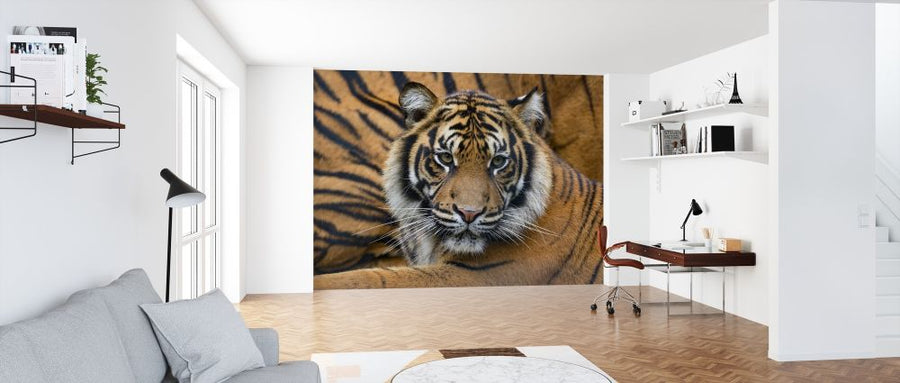 PHOTOWALL / Sumatran Tiger (e314501)