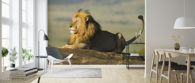 PHOTOWALL / Lion on a Rock (e314502)
