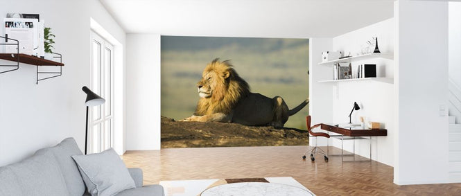 PHOTOWALL / Lion on a Rock (e314502)