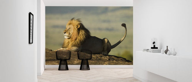 PHOTOWALL / Lion on a Rock (e314502)