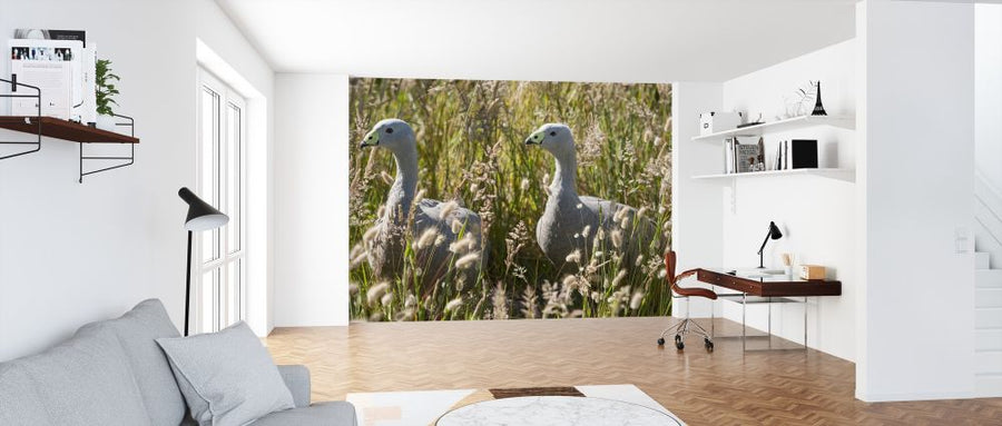 PHOTOWALL / Cape Barren Goose (e314507)