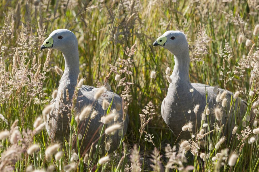 PHOTOWALL / Cape Barren Goose (e314507)