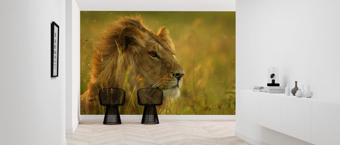 PHOTOWALL / Resting Lion (e314419)