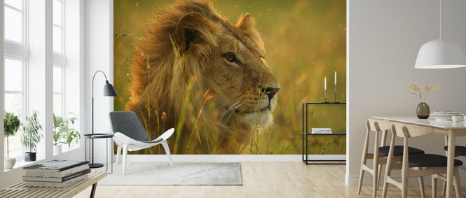 PHOTOWALL / Resting Lion (e314419)