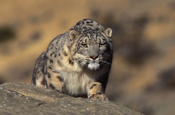 PHOTOWALL / Snow Leopard (e314420)