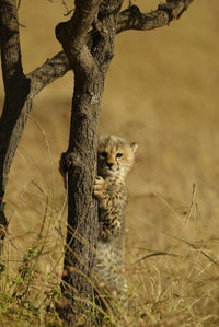 アルパちゃん　ページ PHOTOWALL / Cheetah Cubs (e331601) | 輸入壁紙専門店 WALPA