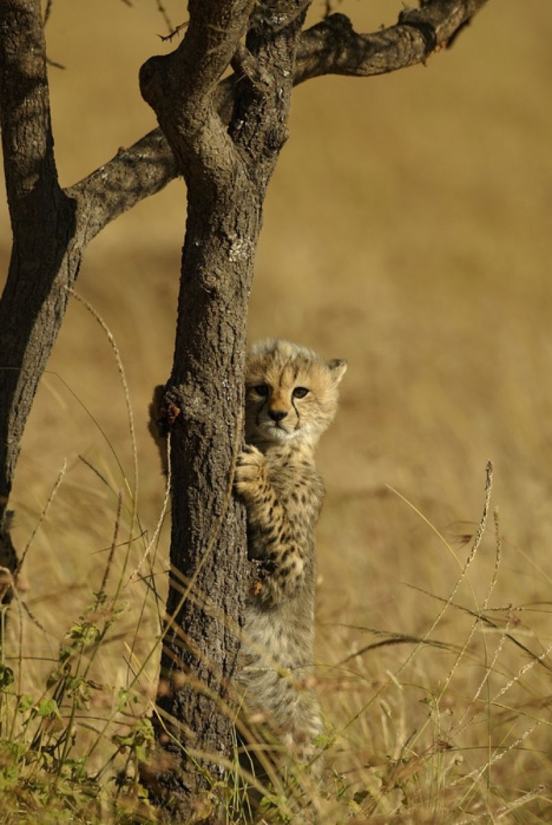 PHOTOWALL / Cheetah Cub (e314421)