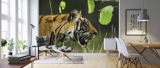 PHOTOWALL / Male Bengal Tiger (e314423)