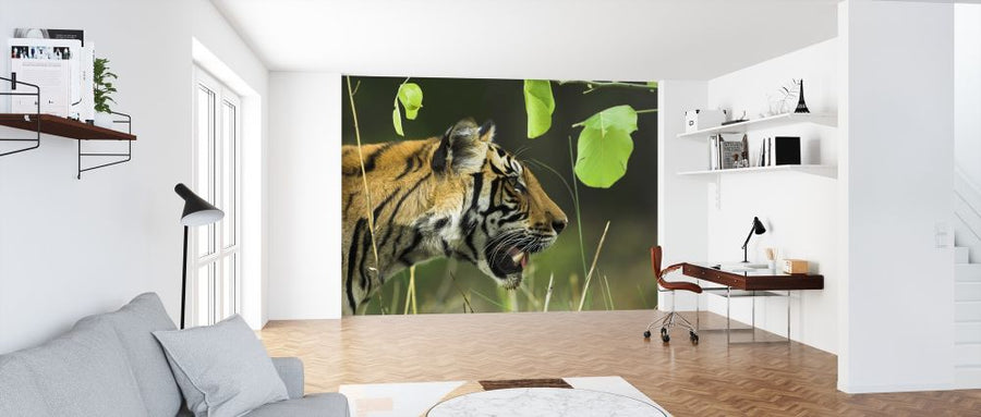 PHOTOWALL / Male Bengal Tiger (e314423)