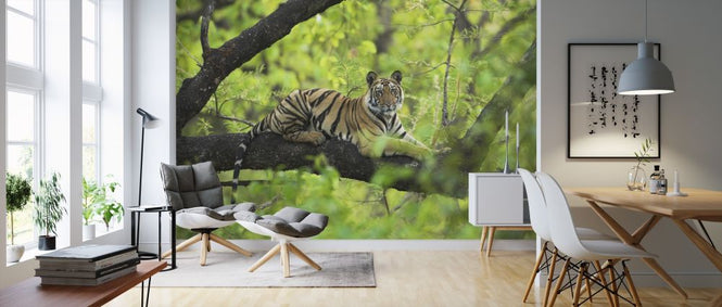 PHOTOWALL / Tiger Resting in Tree (e314426)