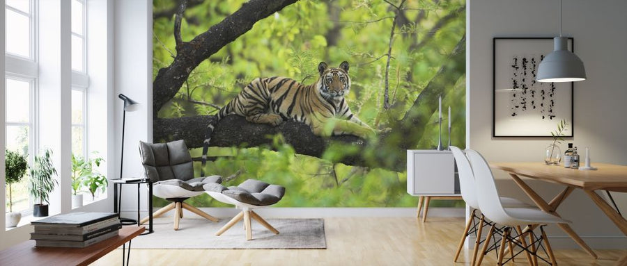 PHOTOWALL / Tiger Resting in Tree (e314426)