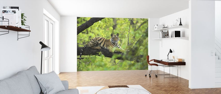 PHOTOWALL / Tiger Resting in Tree (e314426)